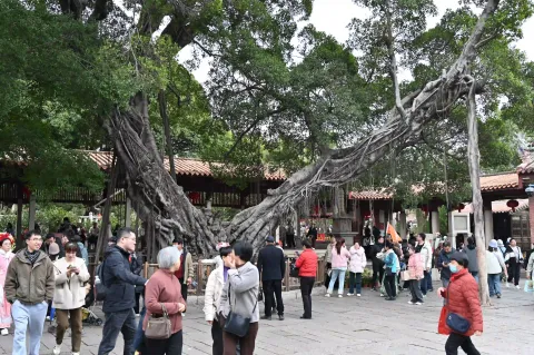 千年古榕树