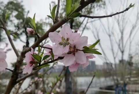 盛开的桃花