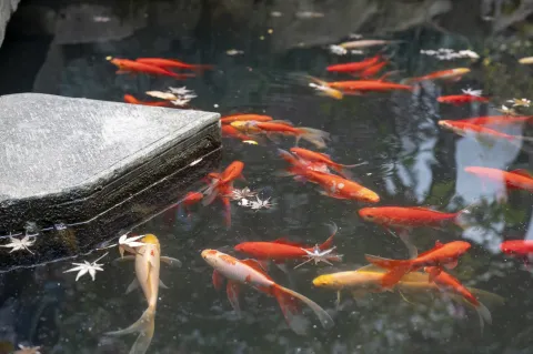 欢快觅食的鱼儿