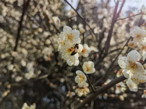 花朵中辛勤采花的蜜蜂