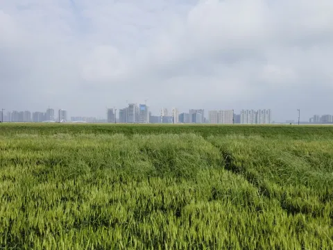 麦田