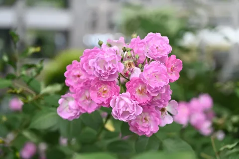 路旁盛开的花