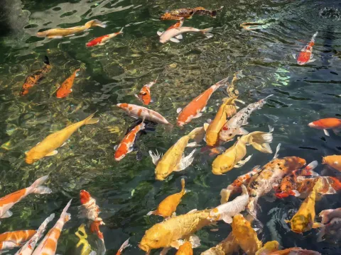 碧池锦鲤