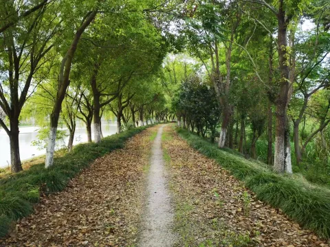河边林间的走步道