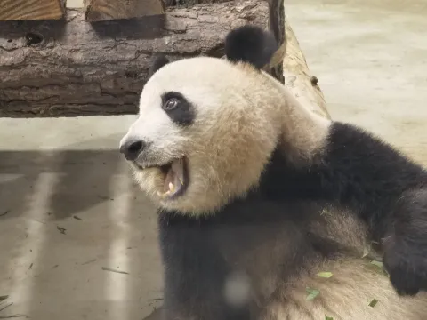 可爱的大熊猫