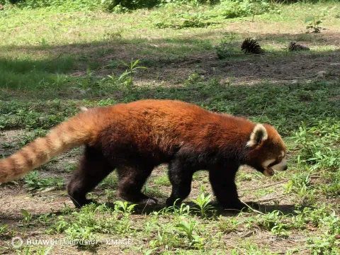 溜达中的小熊猫