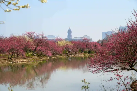 湖边的景色