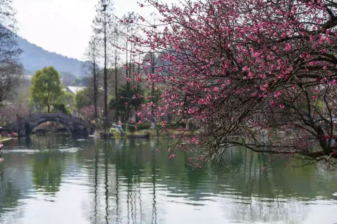 超山赏梅