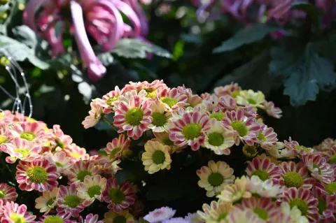 斑斓秋菊