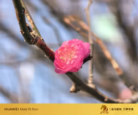 一枝红梅