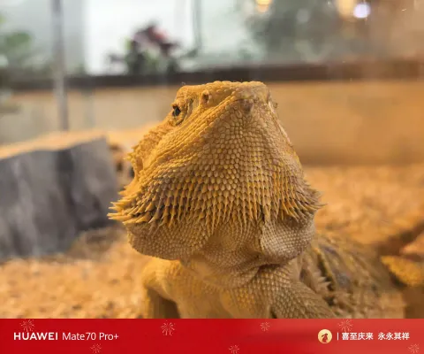 鬃狮蜥