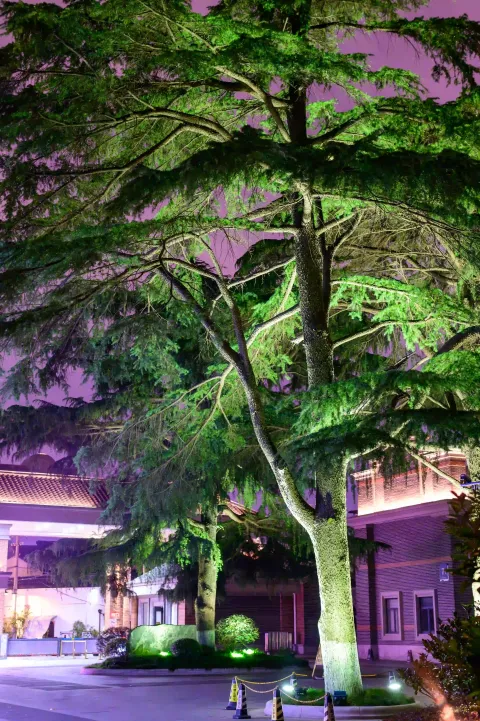 夜色下的参天雪松