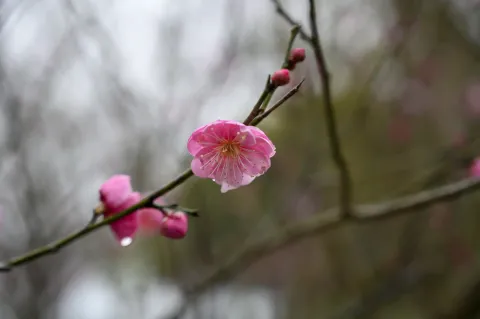 腊梅