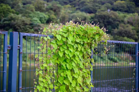 藤蔓爬上铁栏