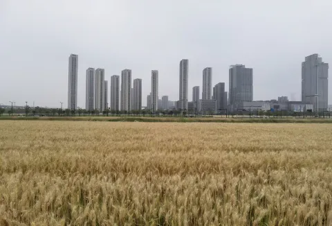 即将成熟的麦子