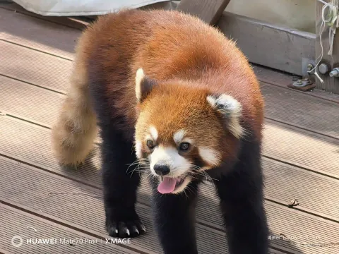 吐舌卖萌的小熊猫
