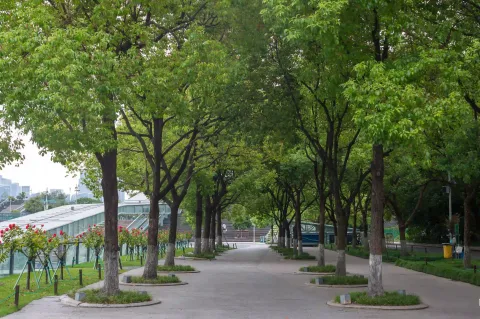 林荫走道