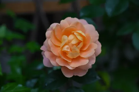 月季花