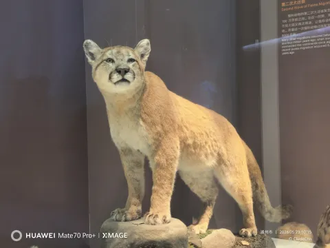 美洲狮