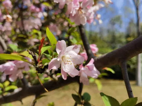 桃花