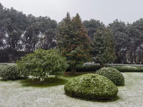 飘扬着的雪花