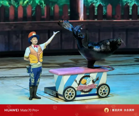 海狮表演