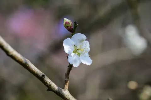 超山赏梅