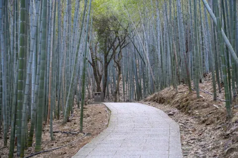 竹林间上山石头台阶