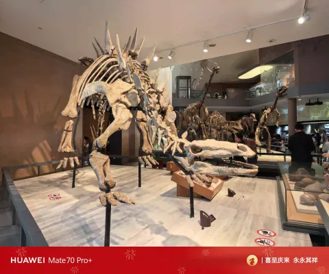 沱江龙骨架