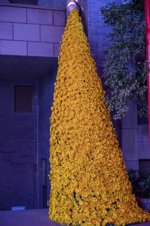水瓶菊花