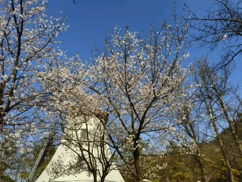 盛开的樱花