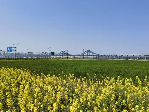 油菜花田与远处的大桥交相辉映