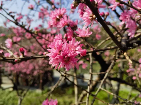 菊花桃