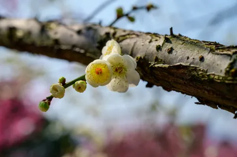 赏梅