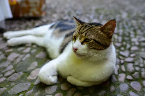 寺里狸花猫自在小憩