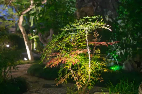 园林夜色里的南天竹