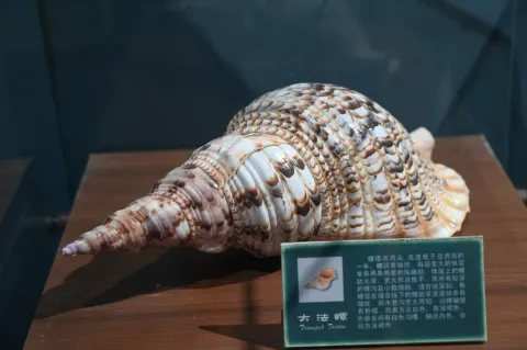 大法螺