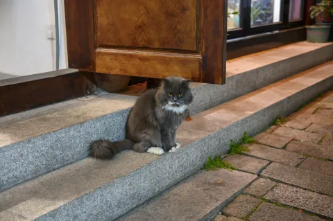 蹲在台阶上的黑猫