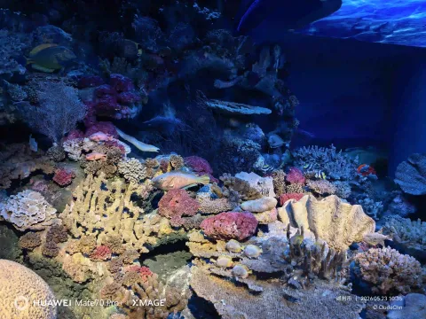 珊瑚礁海底世界