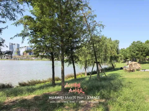 湖畔水杉林荫