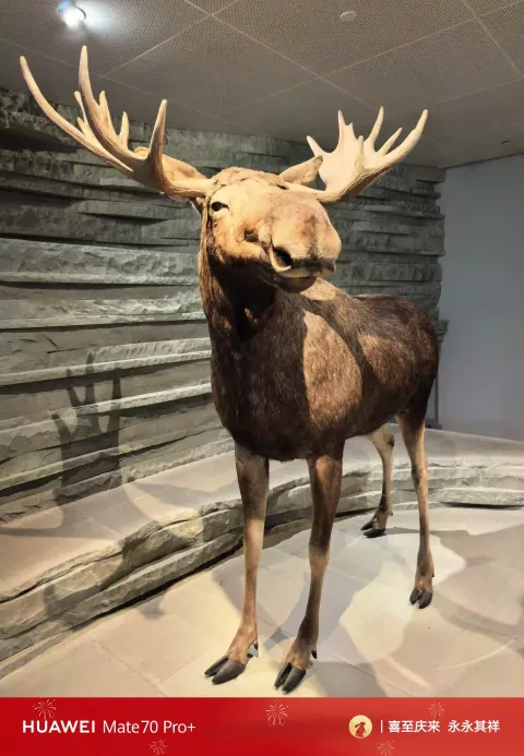 驼鹿