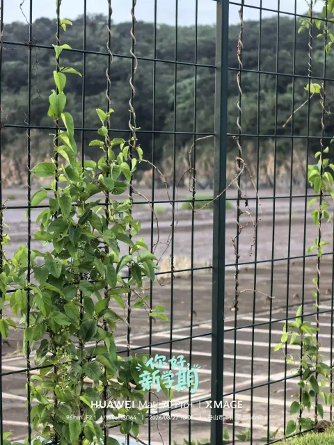 青藤攀网