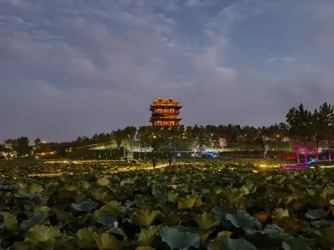 夜间的荷花池