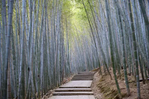 竹林间上山石头台阶