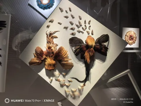 羽毛拼贴塑造飞鸟形态
