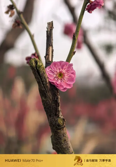 枯木逢梅