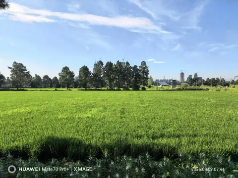 郊野稻田远景