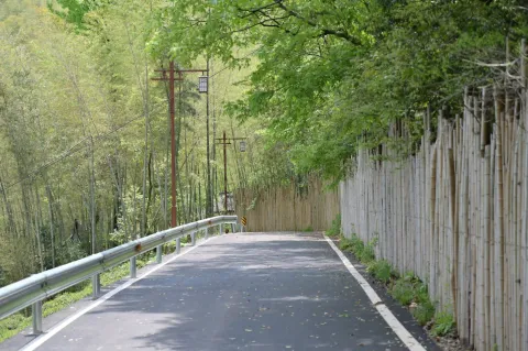 竹林间小道